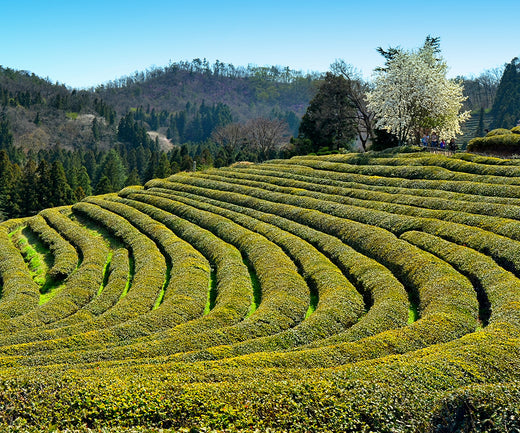 Sipping Through India: Top Tea Producing States in 2024
