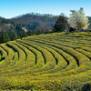 Sipping Through India: Top Tea Producing States in 2024