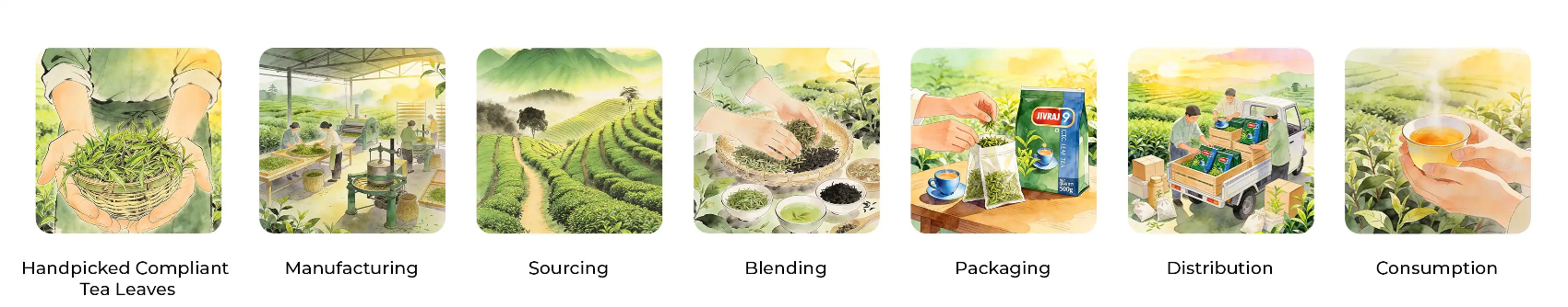 Stages of tea production and consumption depicted in a series of icons.